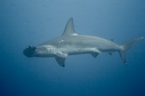 Galapagos-410