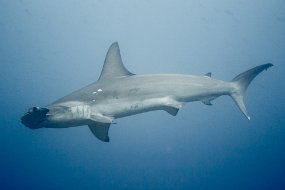 Galapagos-414