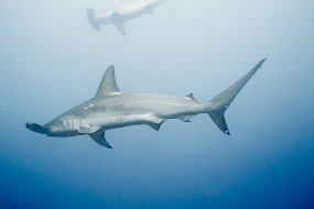 Galapagos-416