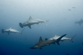 Galapagos-422