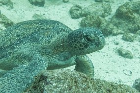 Galapagos-44