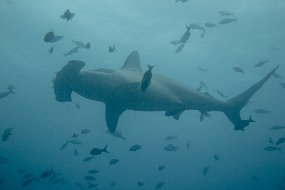 Galapagos-440