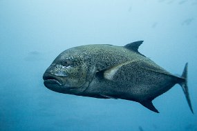 Galapagos-448
