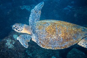 Galapagos-468