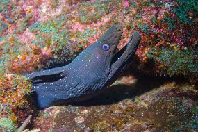 Galapagos-476