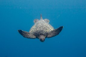 Galapagos-484