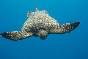 Galapagos-486
