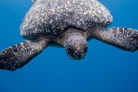 Galapagos-488