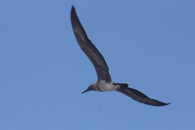 Galapagos-584