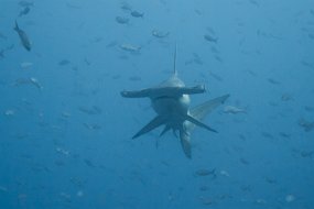 Galapagos-623