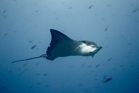 Galapagos-638