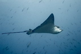 Galapagos-642