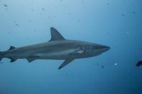 Galapagos-658