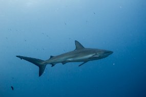 Galapagos-660