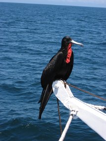 Galapagos-7