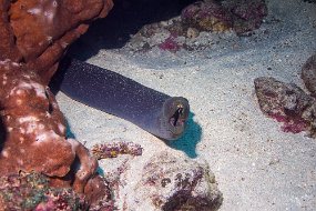 Galapagos-702