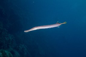 Galapagos-708