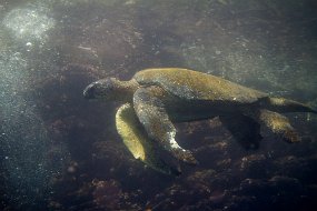 Galapagos-772