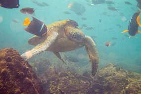 Galapagos-785