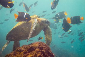 Galapagos-786
