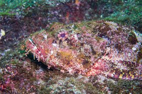 Galapagos-796