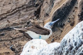 Galapagos-904