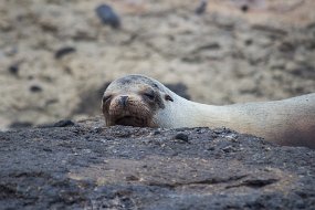 Galapagos-934