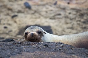 Galapagos-940