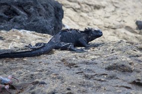 Galapagos-950
