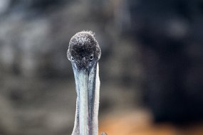 Galapagos-966