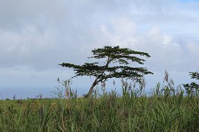 IMG_4642