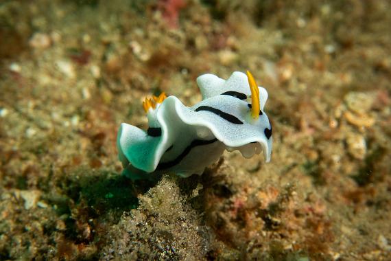 Indonesia 2019-103