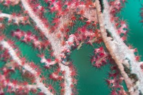 Lembeh-11