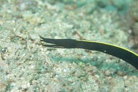 Lembeh-116
