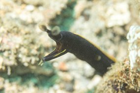 Lembeh-122