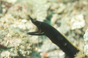 Lembeh-123