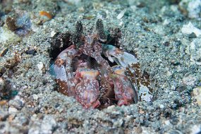 Lembeh-124