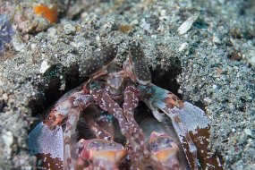 Lembeh-126