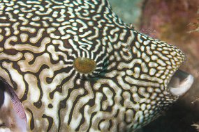 Lembeh-131
