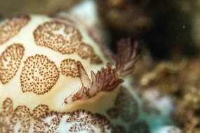 Lembeh-135