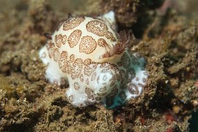 Lembeh-136