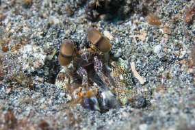 Lembeh-139