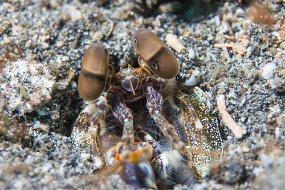 Lembeh-140