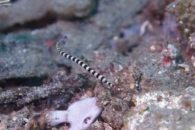 Lembeh-143