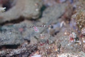 Lembeh-144