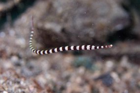 Lembeh-146