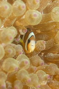 Lembeh-149