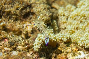Lembeh-155