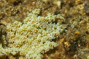 Lembeh-157