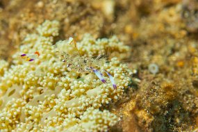 Lembeh-158